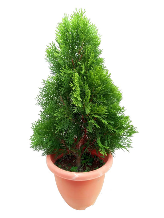 Thuja Orientalis