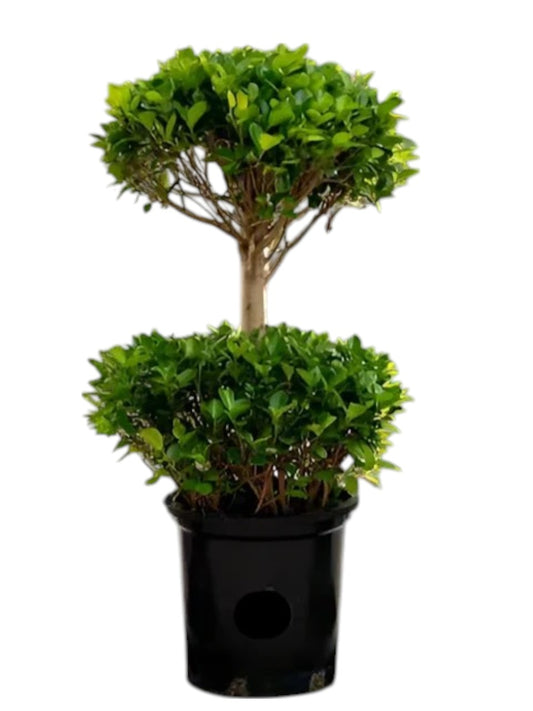 Ficus Diversifolia Two Heads, Ficus Panda