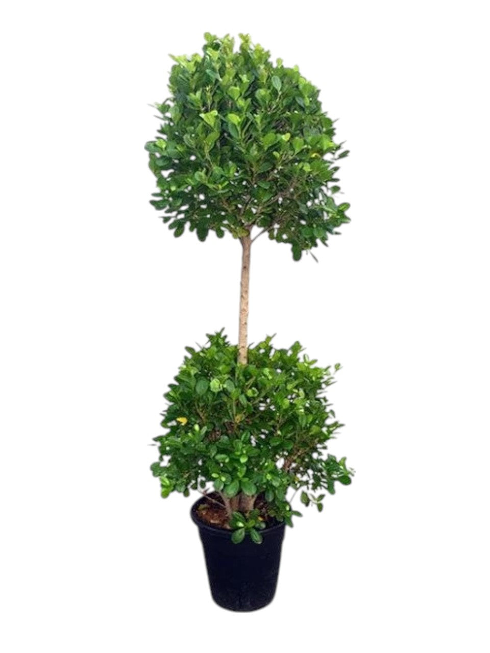 Ficus Diversifolia Two Heads, Ficus Panda