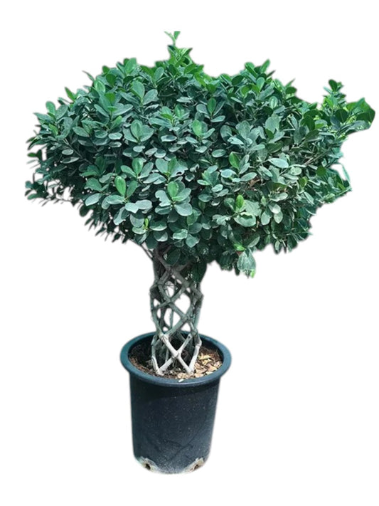 Ficus Panda Cage Shape