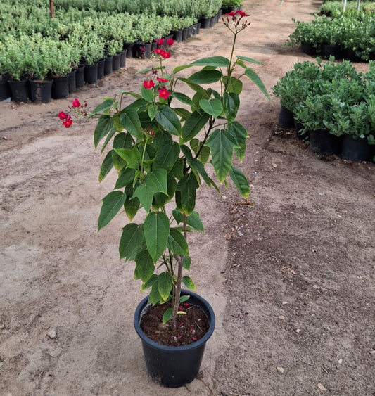 Jatropha Integerrima, Peregrine, Spicy Jatropha
