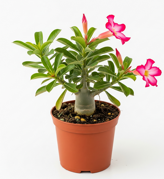 Desert Rose