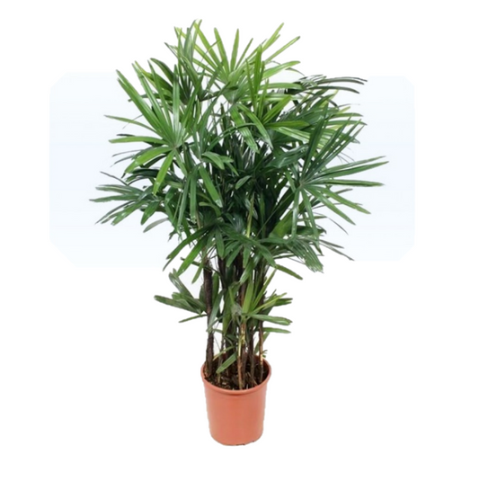 Rhapis Excelsa, Miniature Fan Palm, Lady Palm