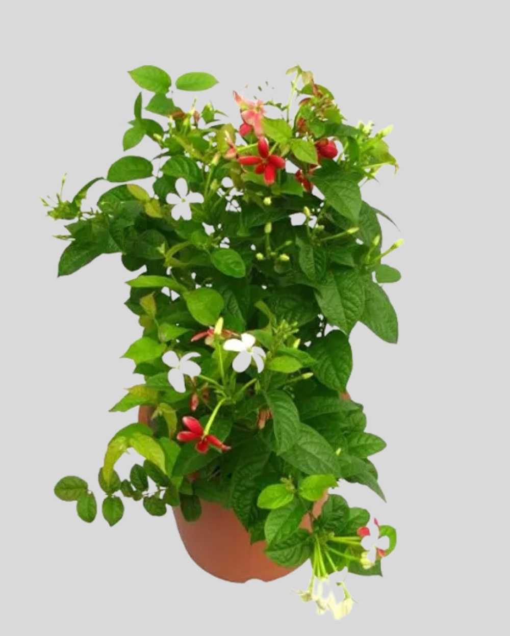 Rangoon Creeper , Quisqualis Indica, Red Jasmine