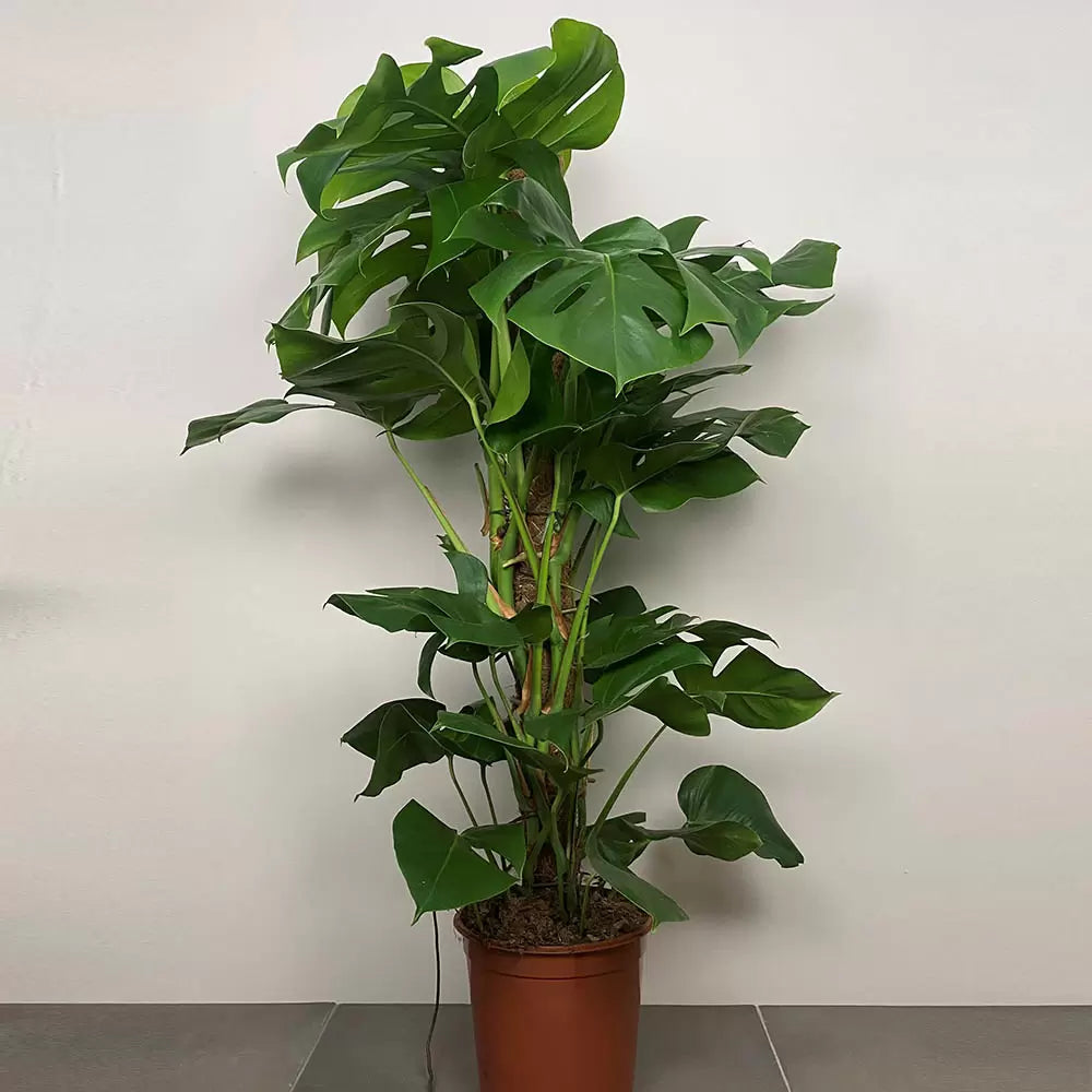 Swiss Cheese Plant, Monstera Deliciosa , The Hurricane