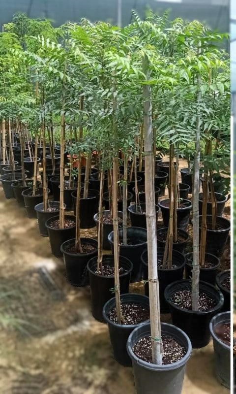 Neem Tree – Azadirachta Indica, Neem Plant