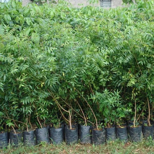 Neem Tree – Azadirachta Indica, Neem Plant