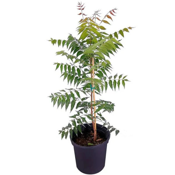 Neem Tree – Azadirachta Indica, Neem Plant
