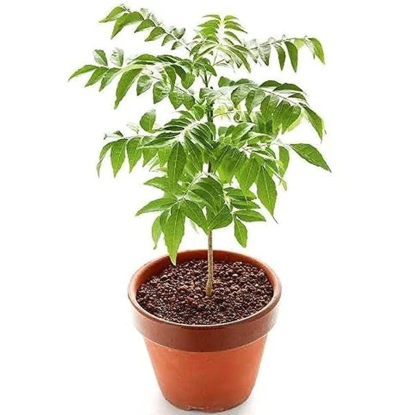Neem Tree – Azadirachta Indica, Neem Plant