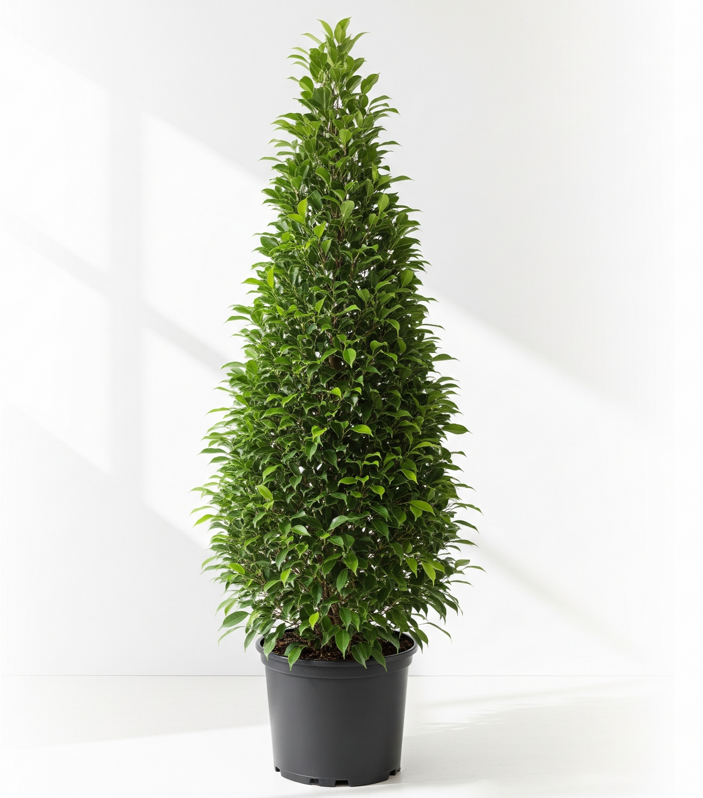 Ficus Cone