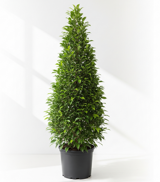 Ficus Cone