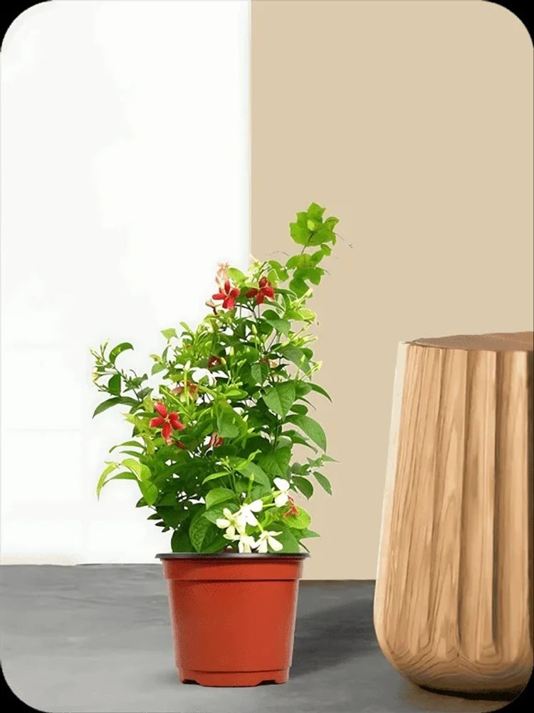 Rangoon Creeper , Quisqualis Indica, Red Jasmine