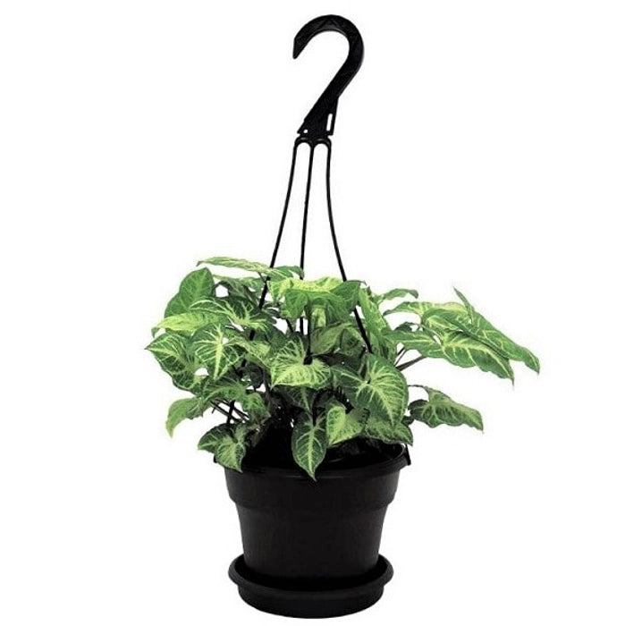 Syngonium Philodendron Arrowhead