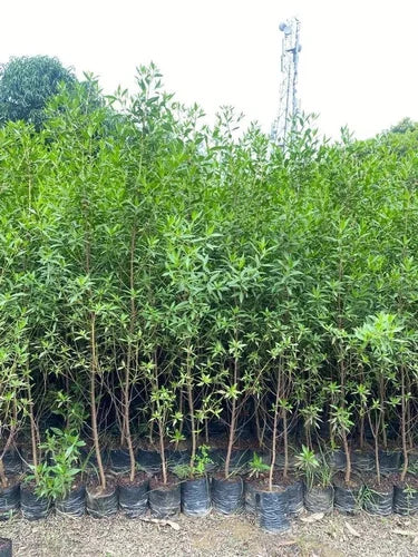 Damas tree, Conocarpus erectus