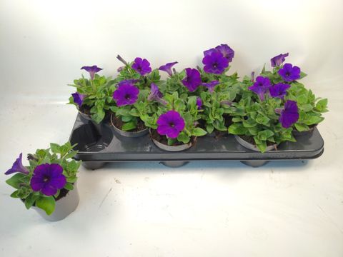Petunia, Petunias (small)