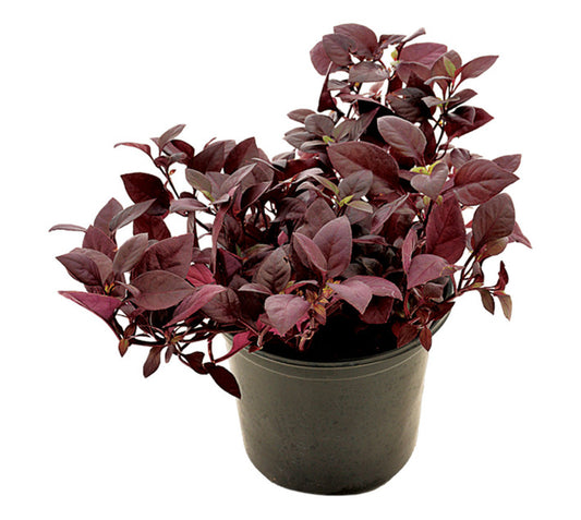 Alternanthera, Purple Knight (small)