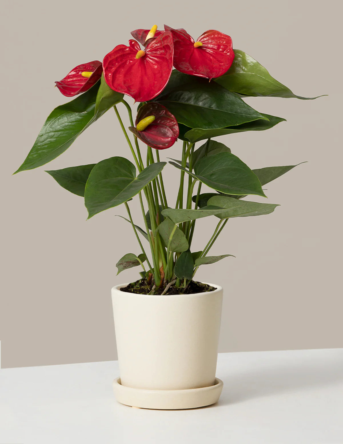 Andreanum or The Flamingo Flower - Indoor Plant