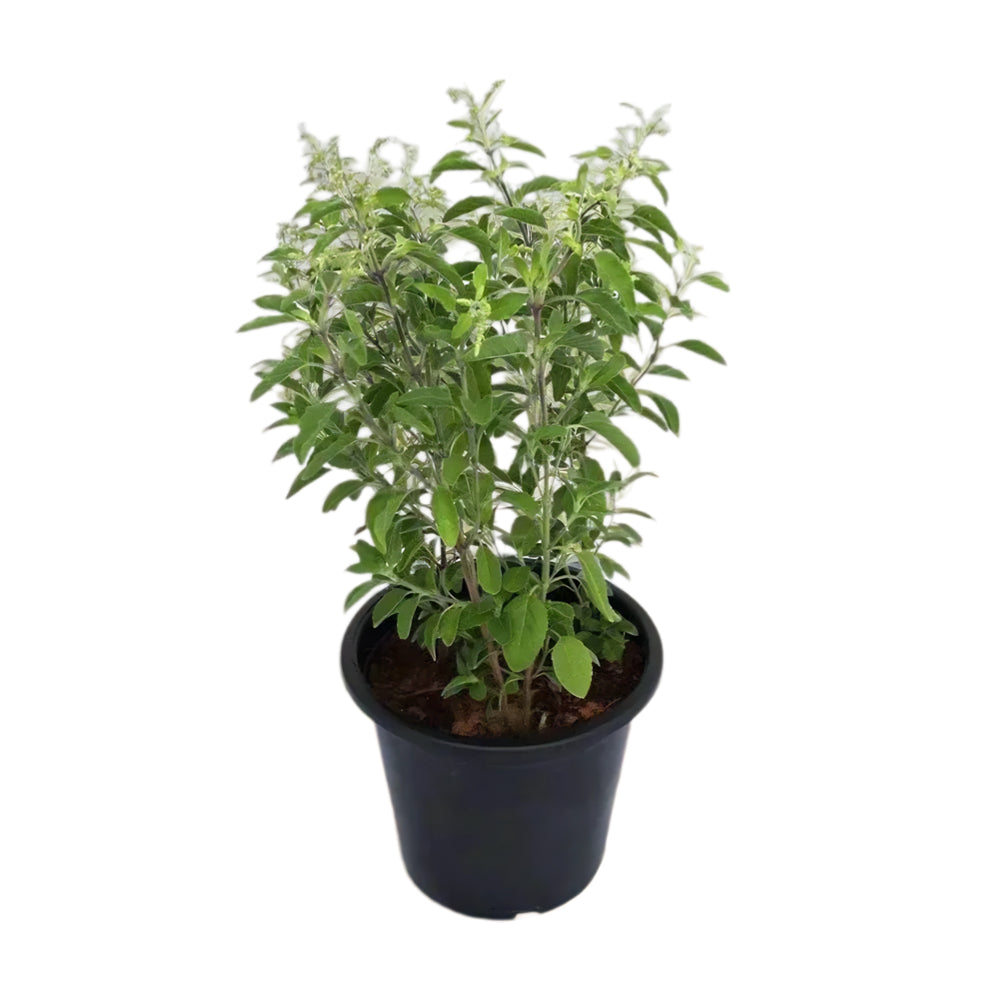 Tulsi plant, Ocimum Tenuiflorum, Holy Basil, Rehan Plant