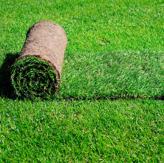 Grass Natural Carpet Bermuda Grass “American Bermuda” (Price Per Square Meters)