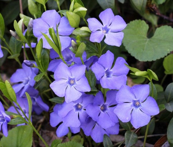 Vinca Flowers (small), Periwinkle